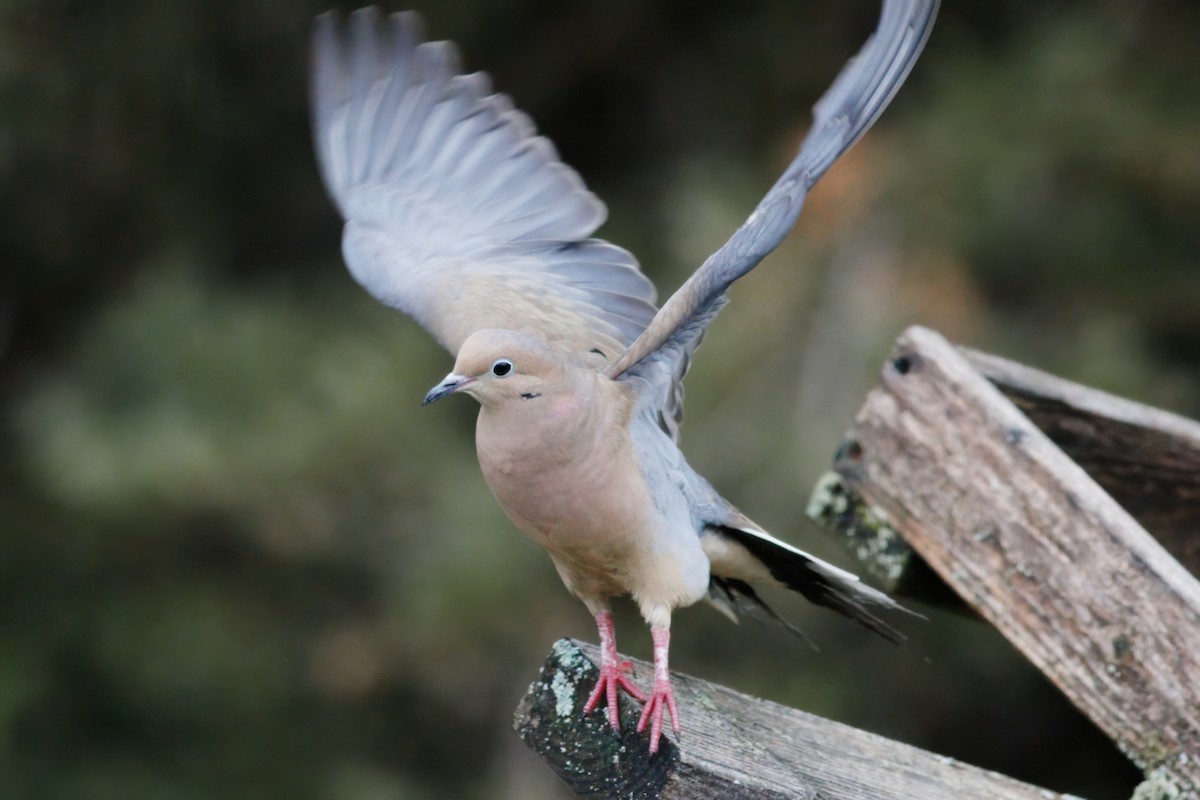 Mourning Dove - Gary Jarvis