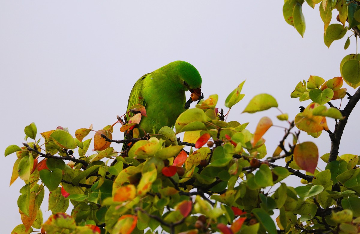 Red-winged Parrot - ML617868320