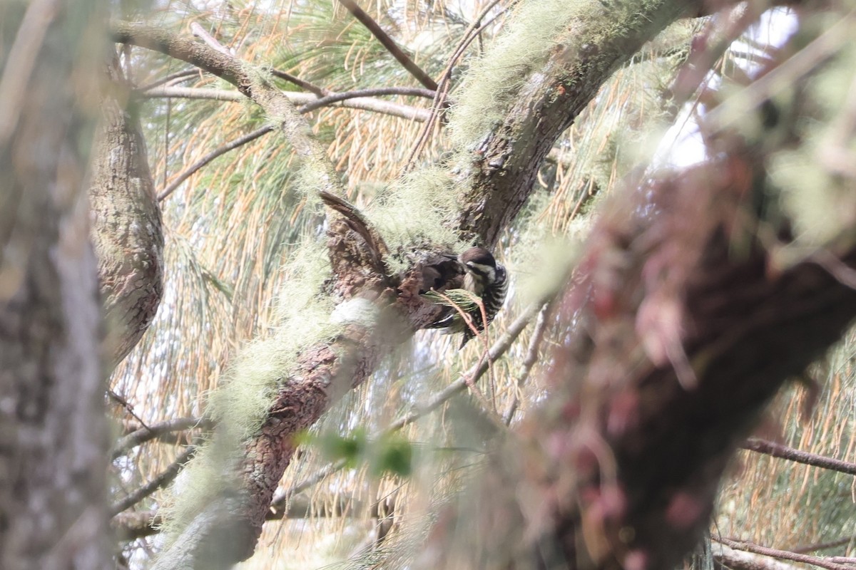 Sunda Pygmy Woodpecker - ML617868335