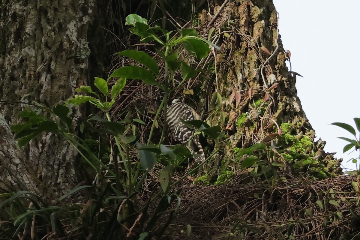 Sunda Pygmy Woodpecker - ML617868336