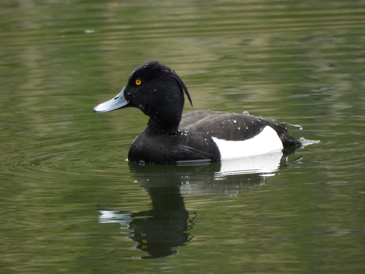 Tufted Duck - ML617868337