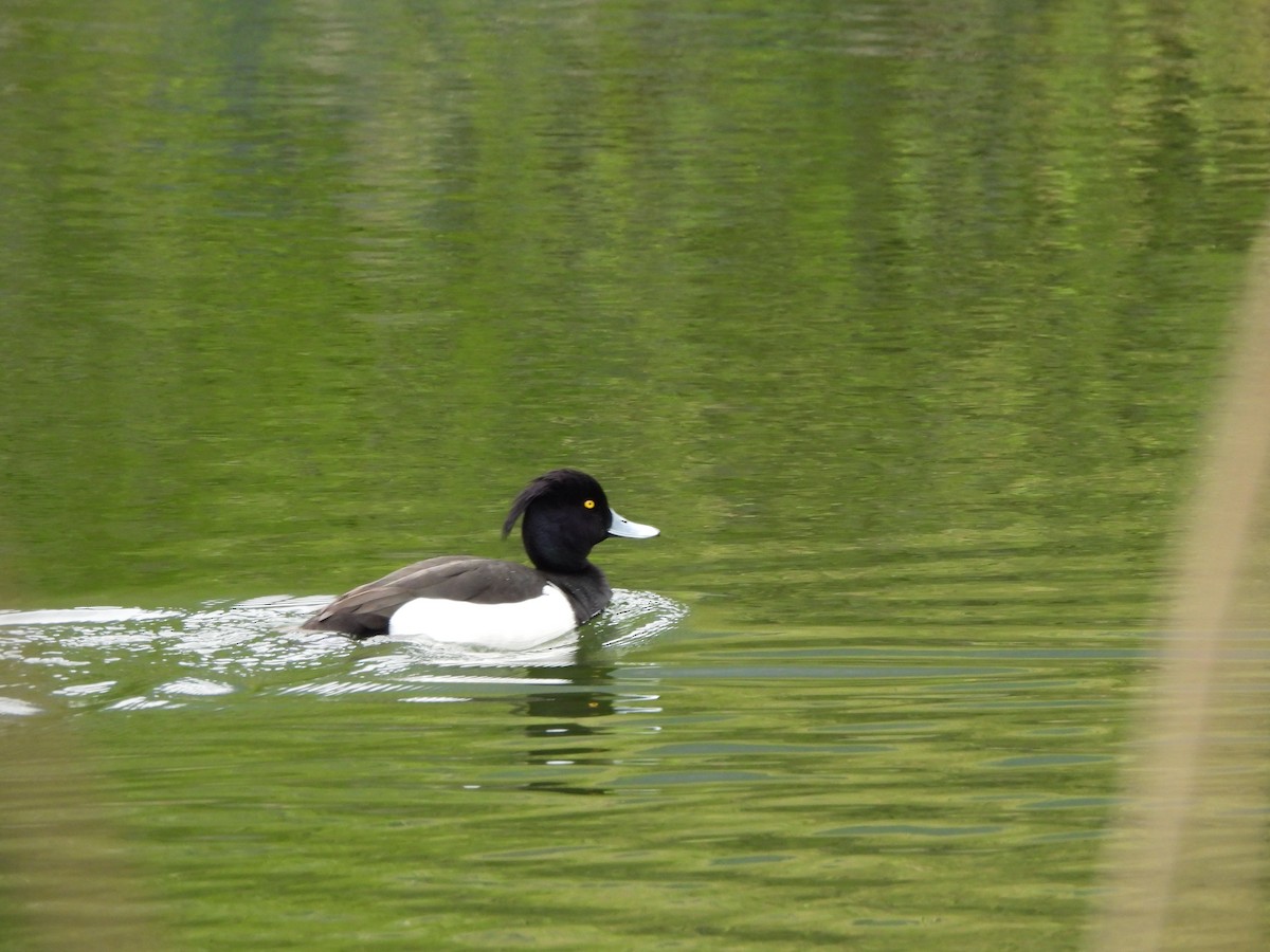 Tufted Duck - ML617868338