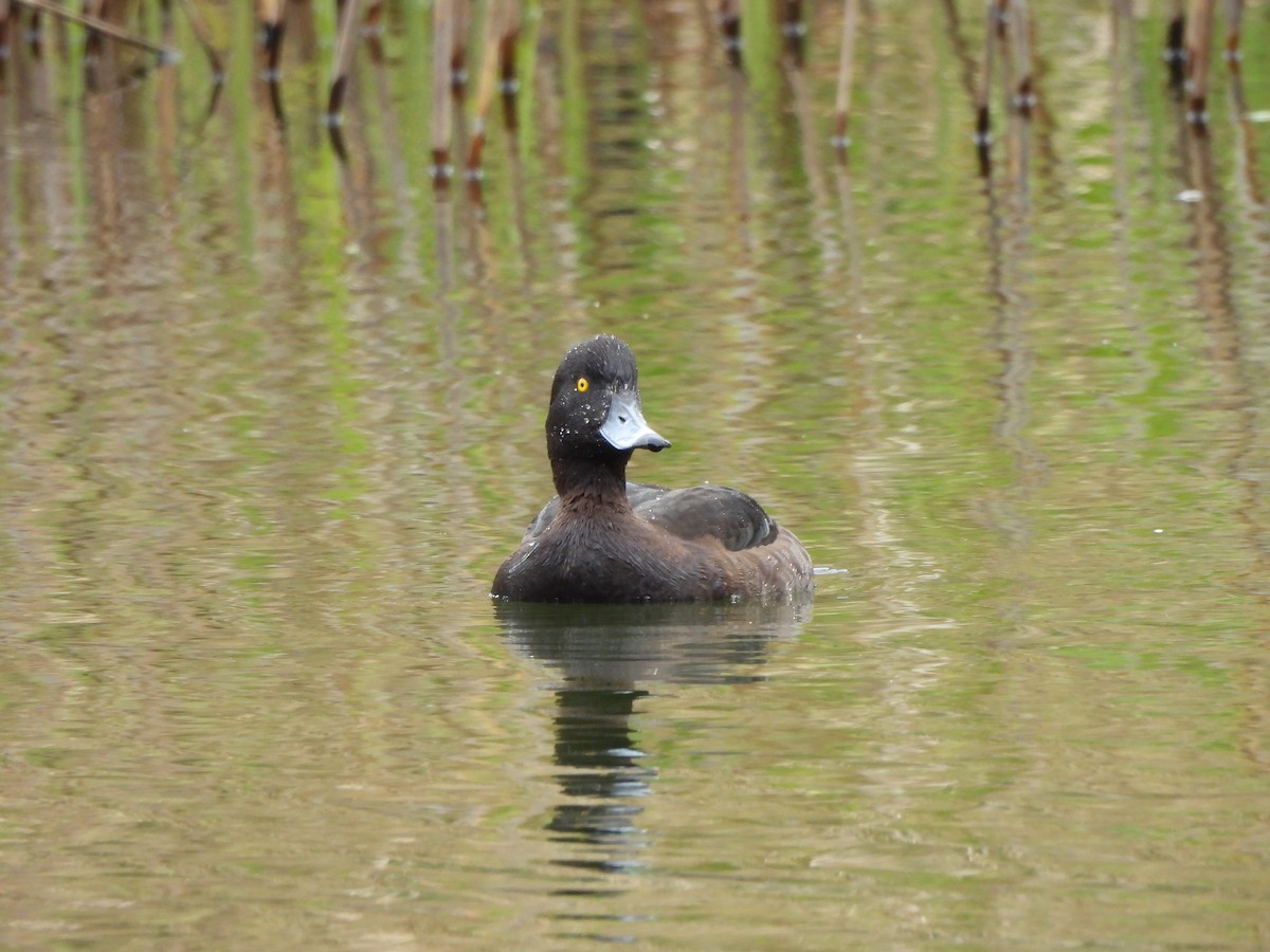 Tufted Duck - ML617868340