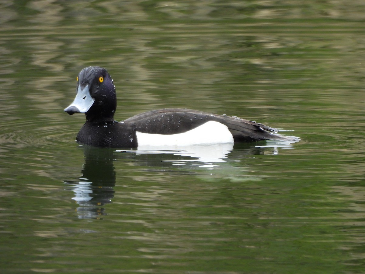 Tufted Duck - ML617868341