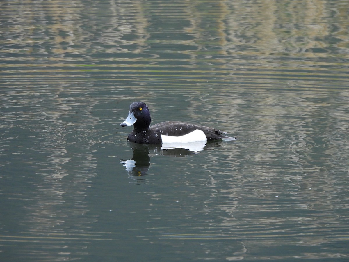 Tufted Duck - ML617868342