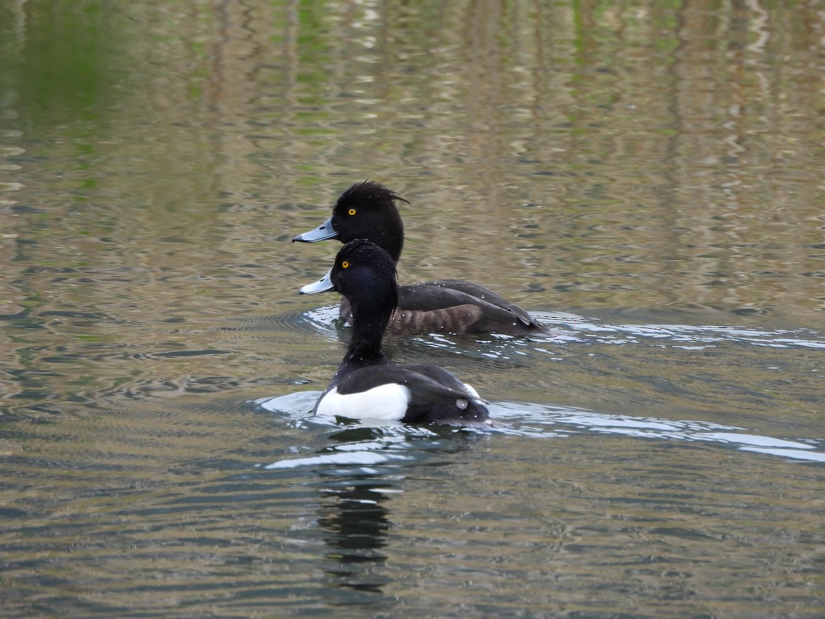 Tufted Duck - ML617868343