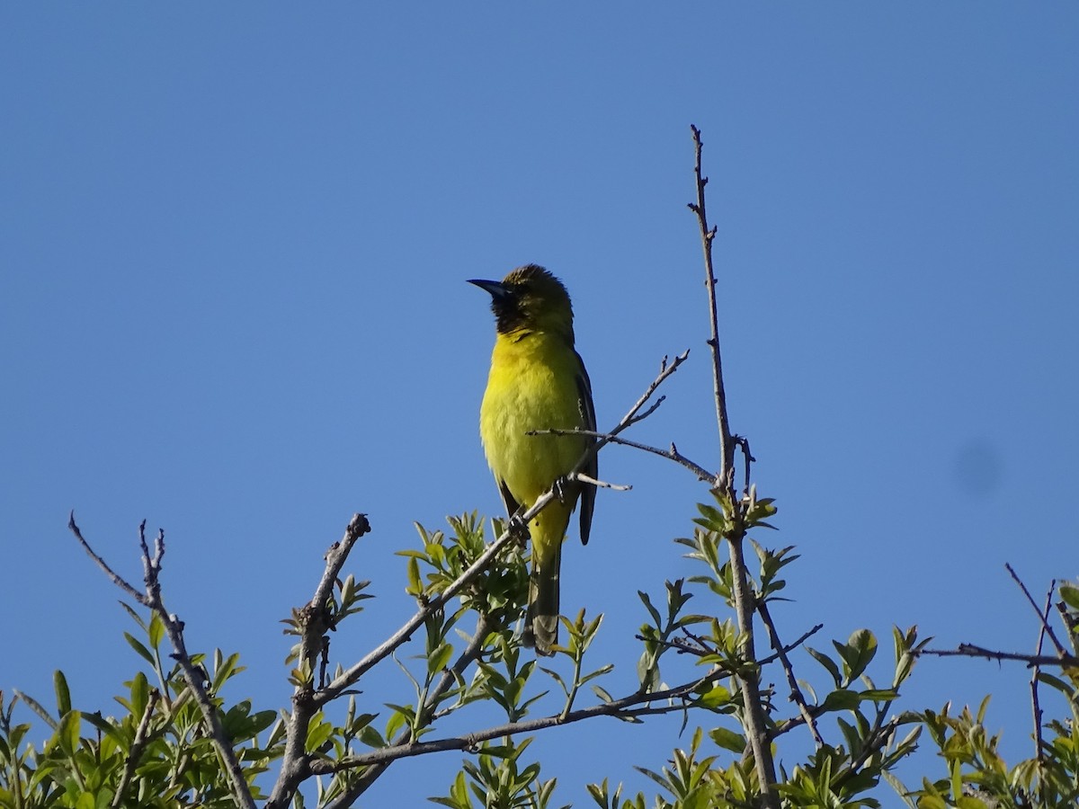 Orchard Oriole - ML617868351