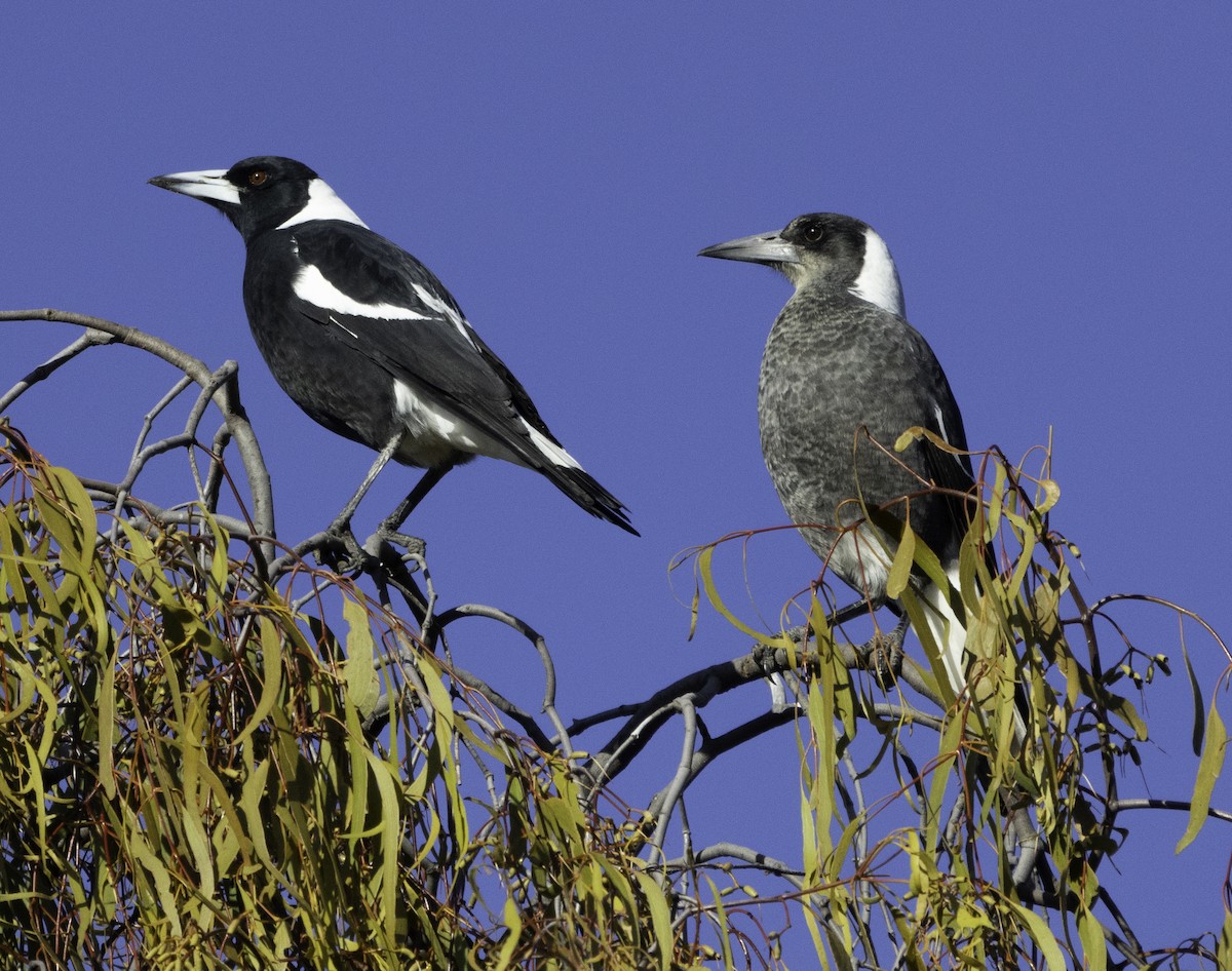 Australian Magpie - John Brown