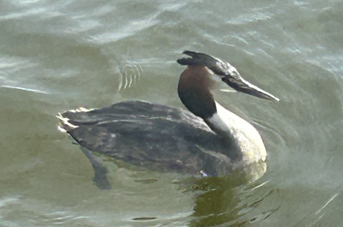 Great Crested Grebe - ML617868388