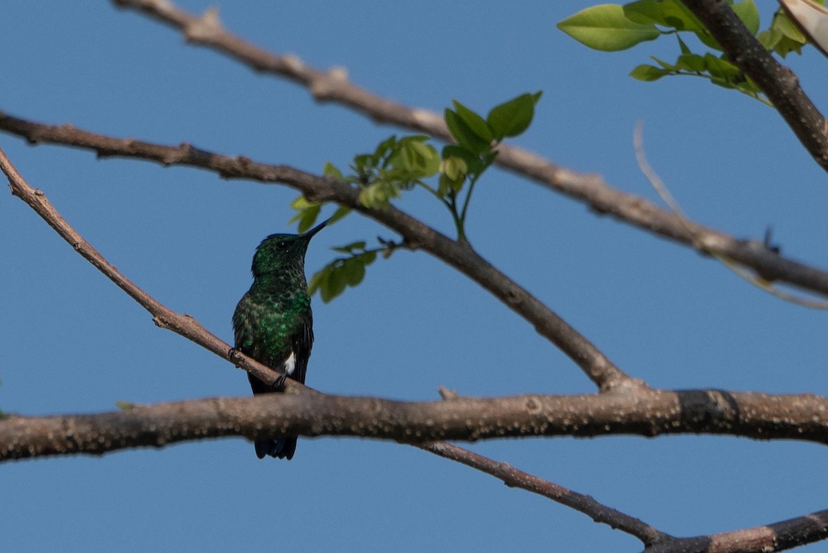 Blue-vented Hummingbird - ML617868415