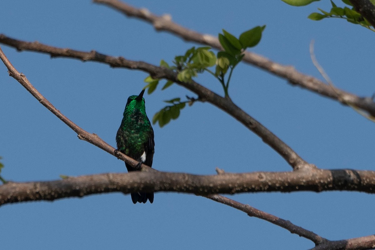 Blue-vented Hummingbird - ML617868416