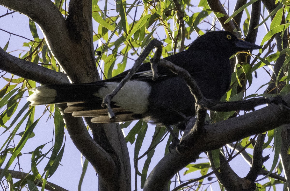 Pied Currawong - ML617868427