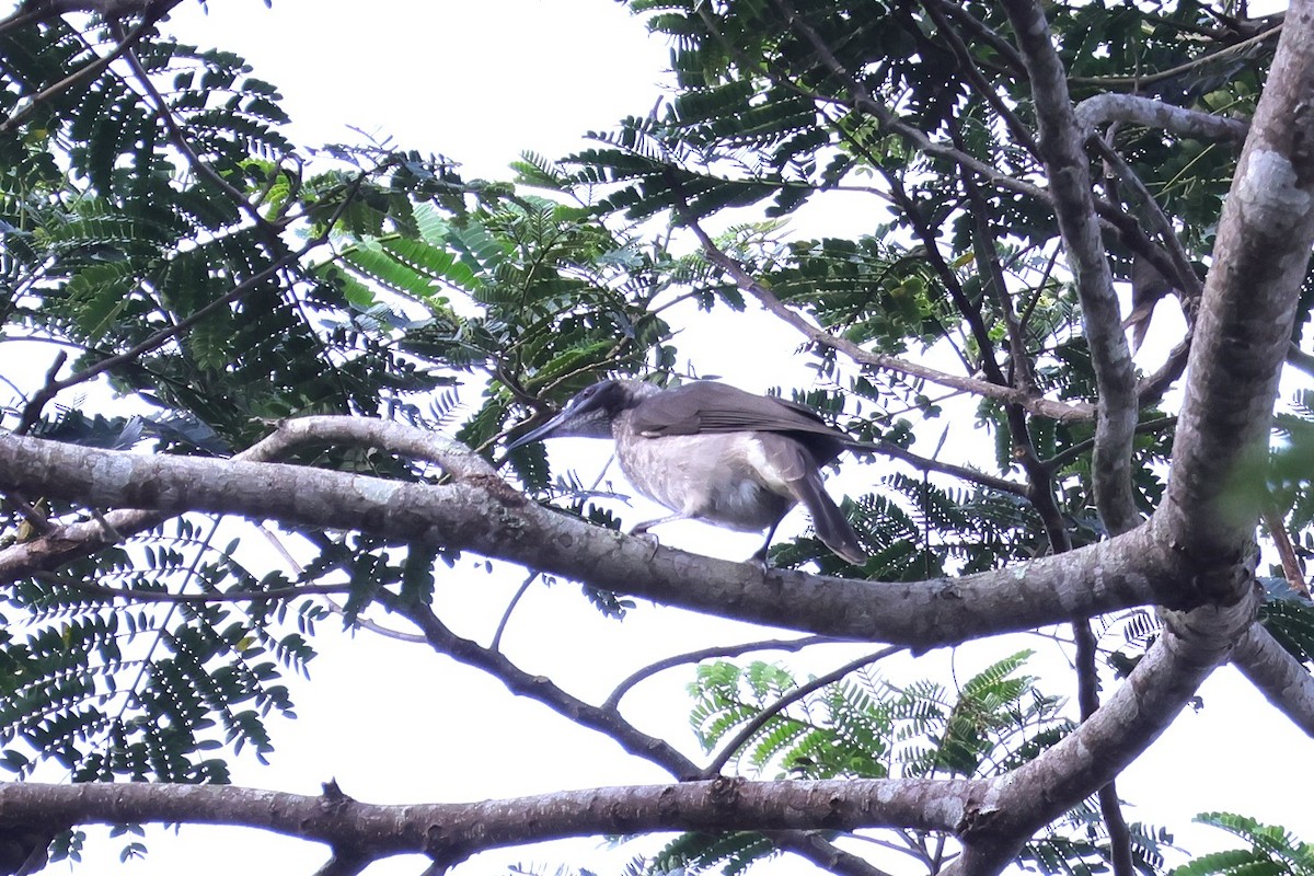 Helmeted Friarbird (Tenggara) - 瑞珍 楊