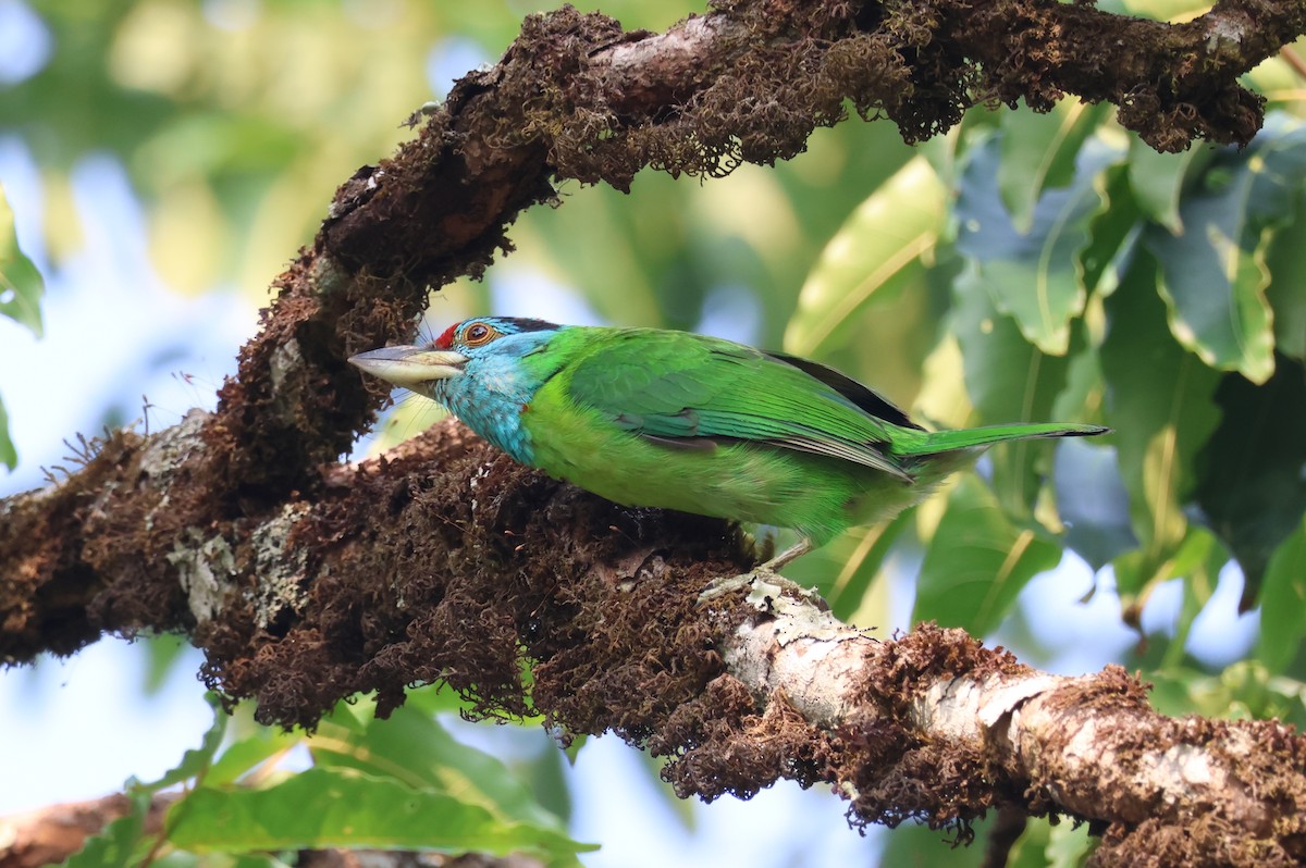 Blue-throated Barbet (Blue-crowned) - ML617868494