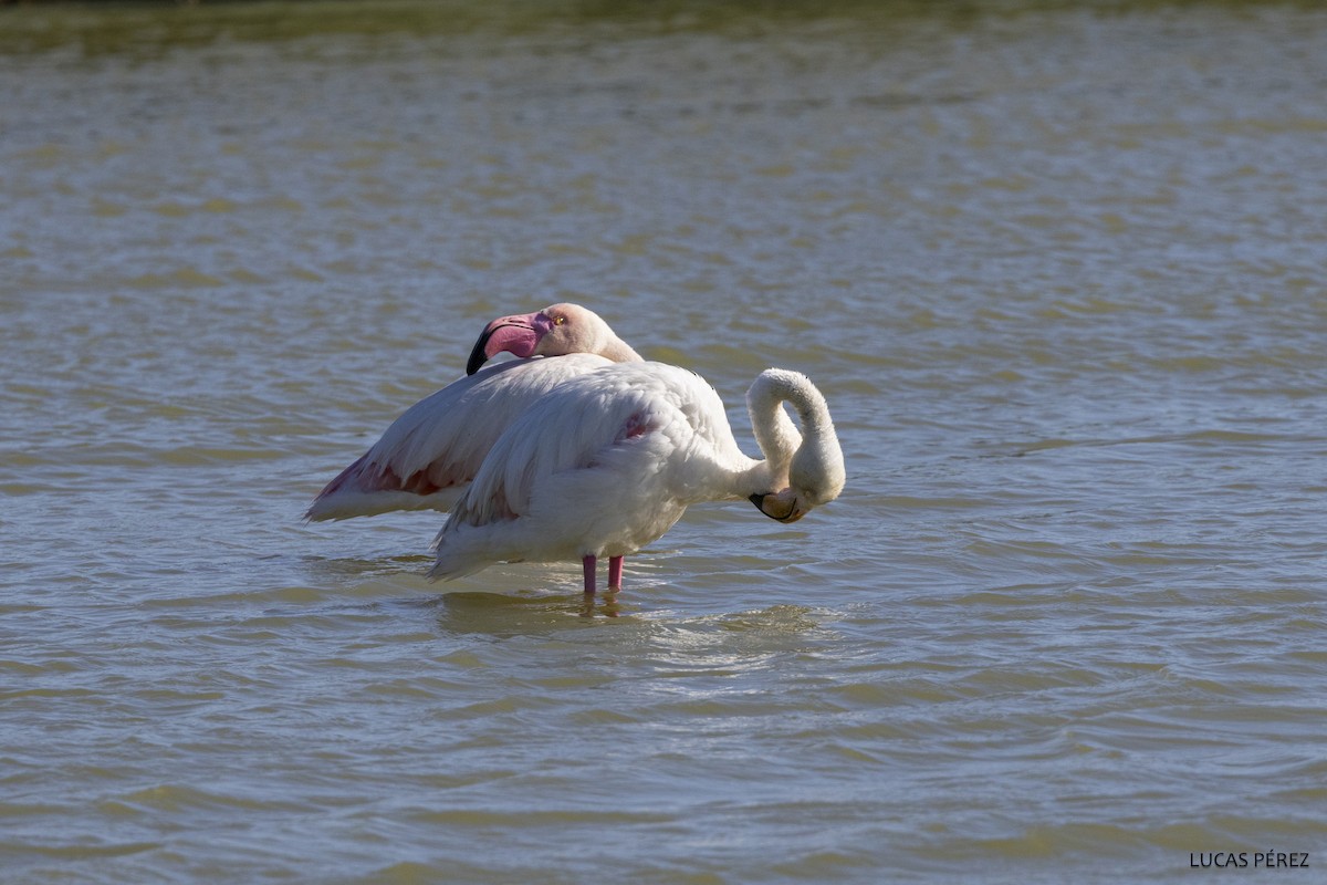 Greater Flamingo - Lucas  Pérez
