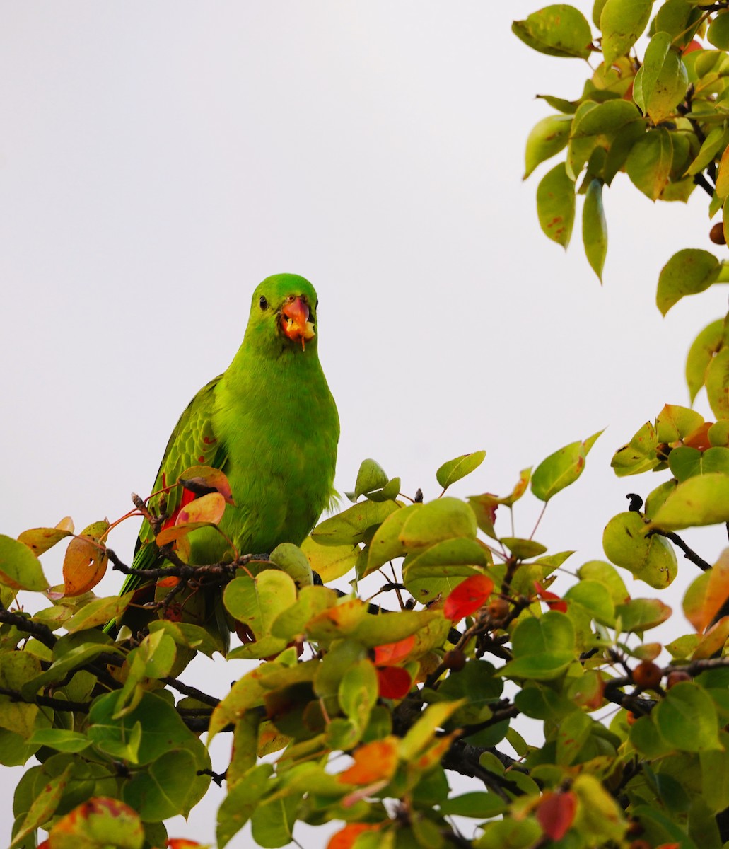 Red-winged Parrot - ML617868527