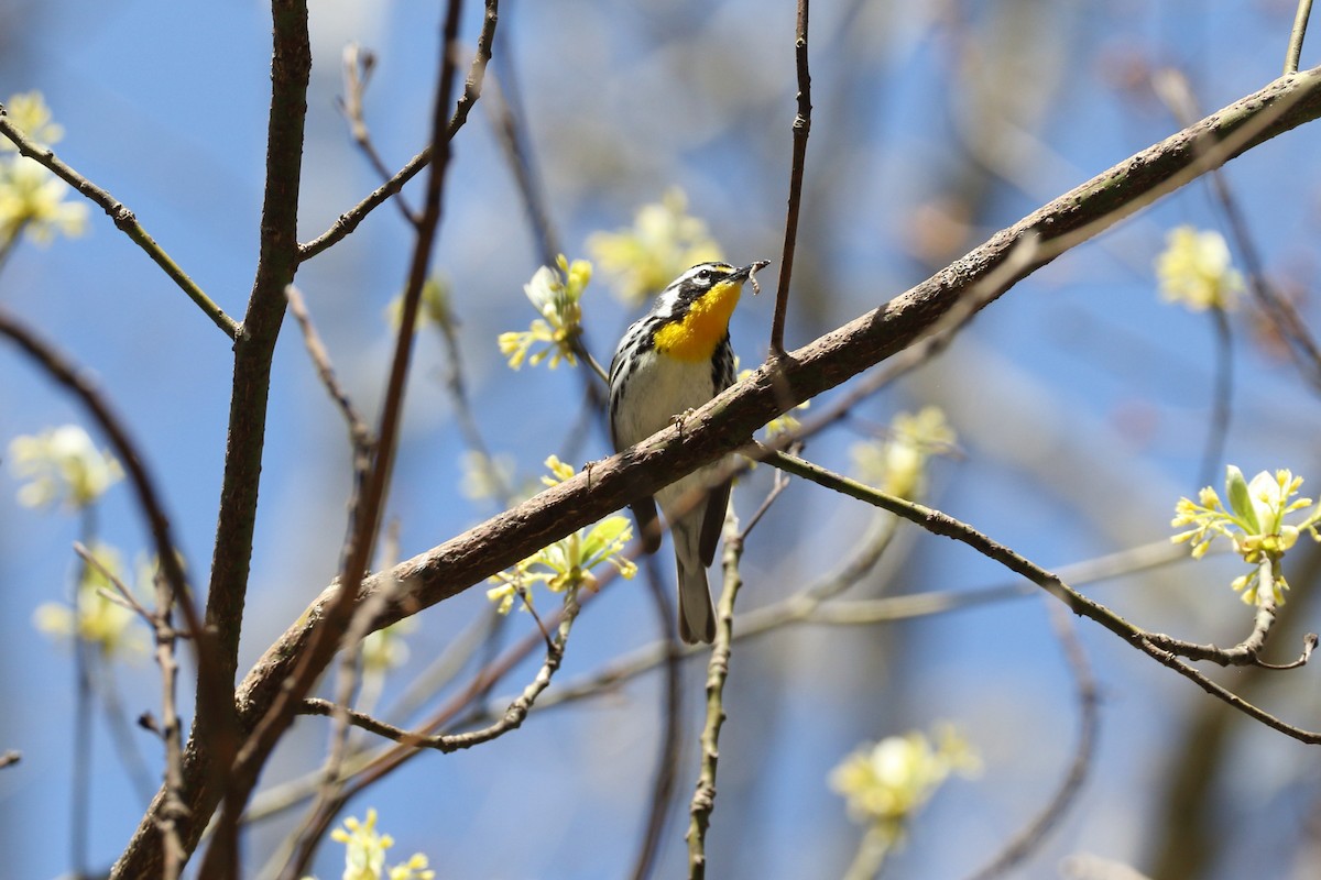 Yellow-throated Warbler (dominica/stoddardi) - Alex Tongas