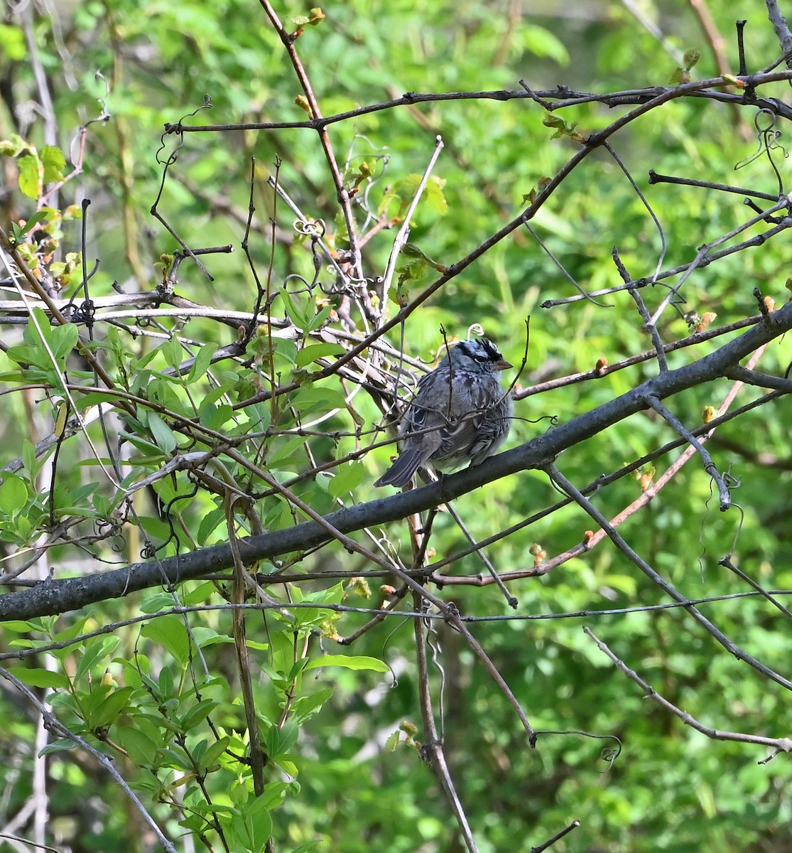 White-crowned Sparrow - ML617868594