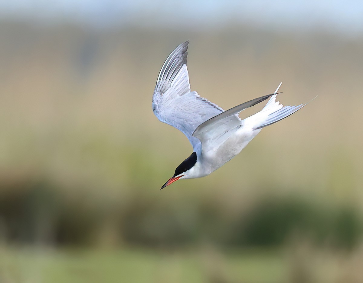Common Tern - Albert Noorlander