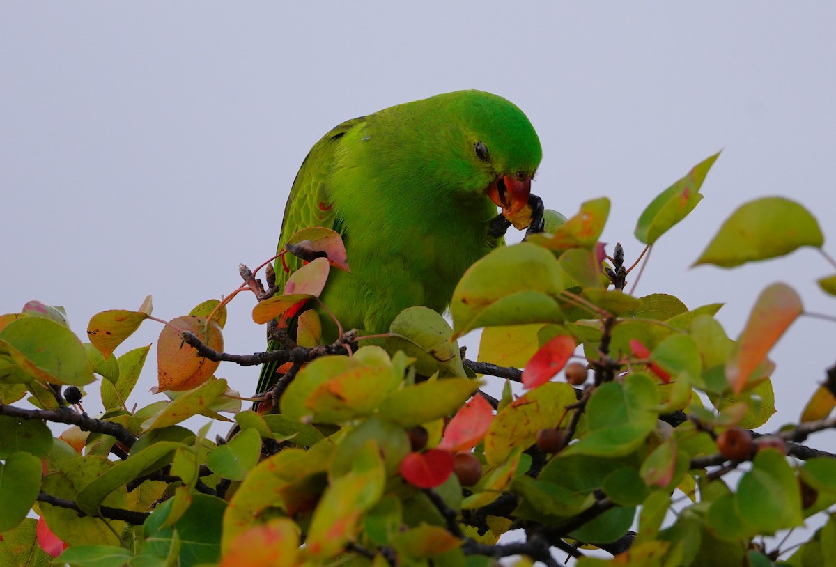 Red-winged Parrot - ML617868617