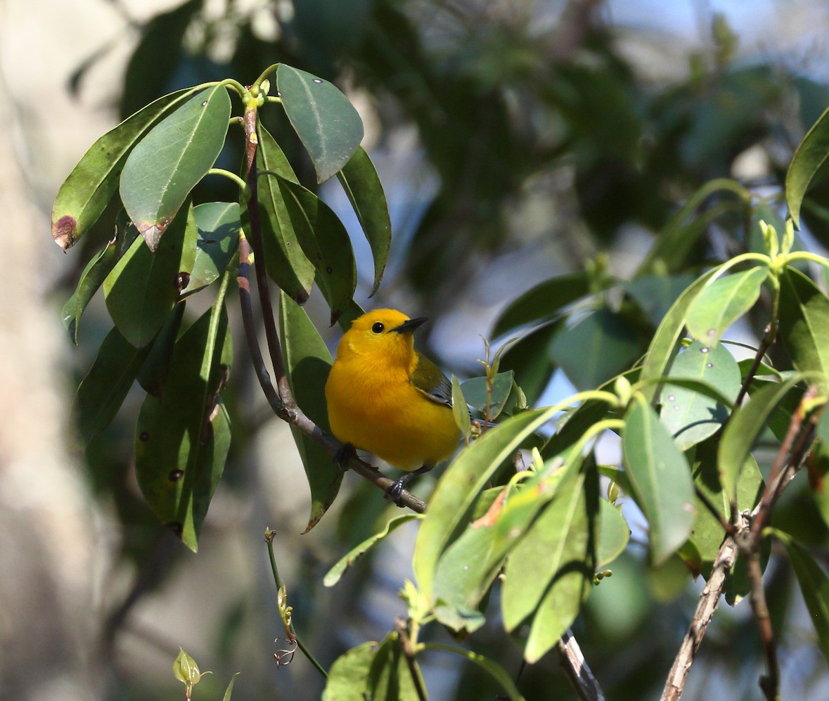 Prothonotary Warbler - Alex Tongas