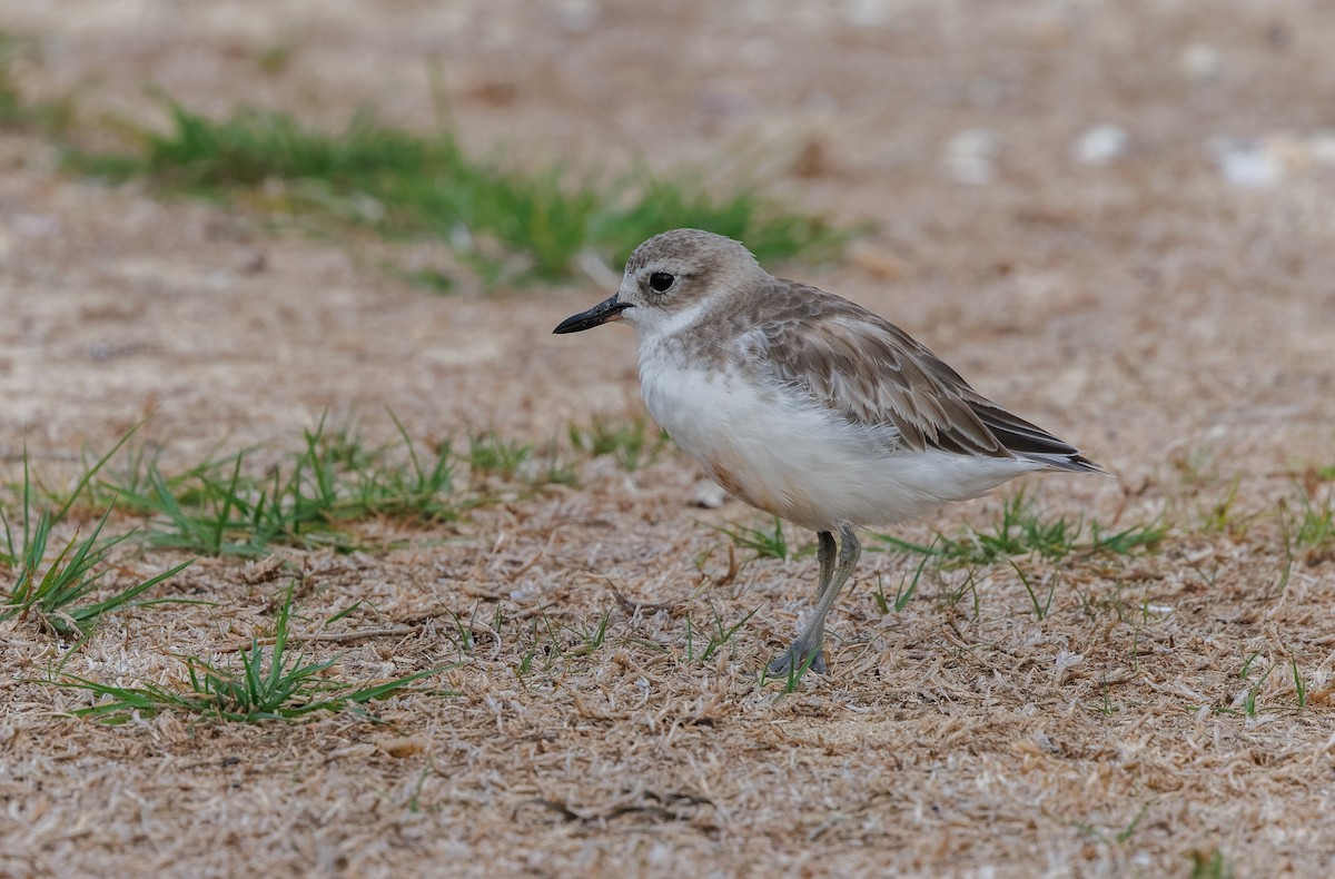 Red-breasted Dotterel - ML617868650