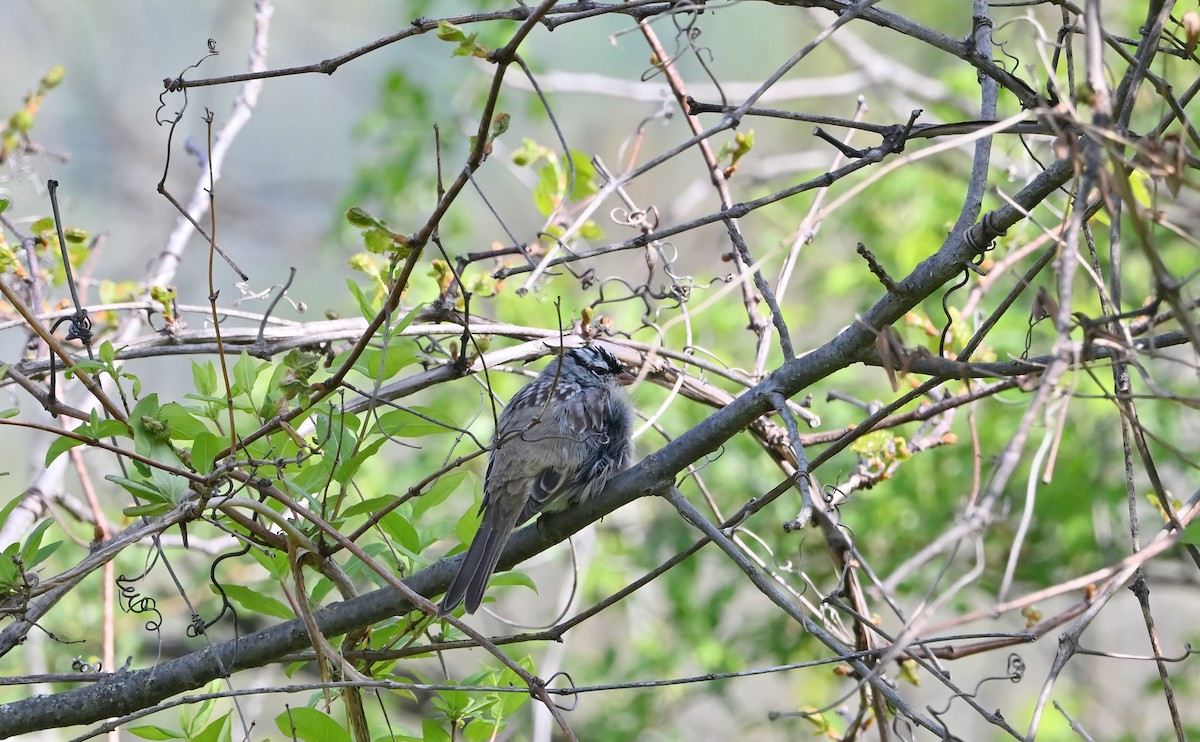 White-crowned Sparrow - ML617868661