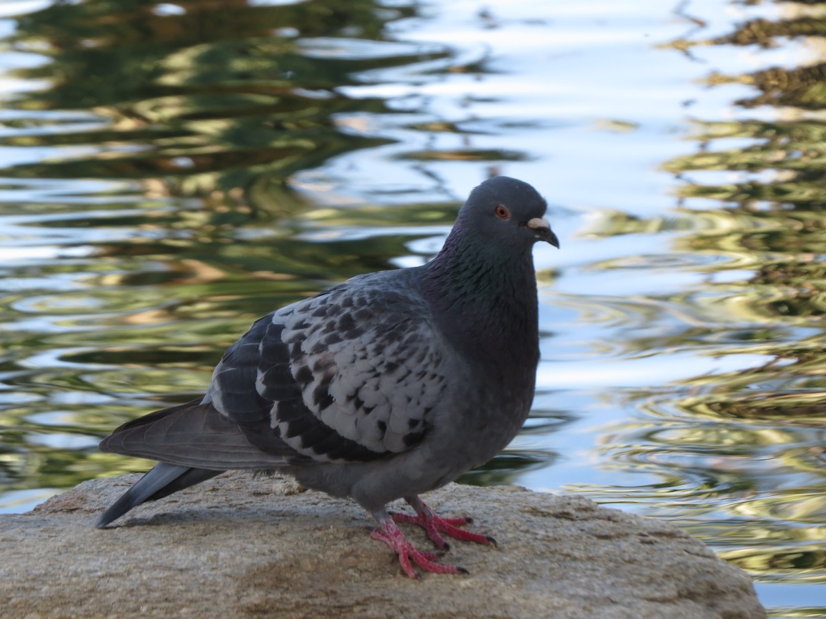 Rock Pigeon (Feral Pigeon) - ML617868713
