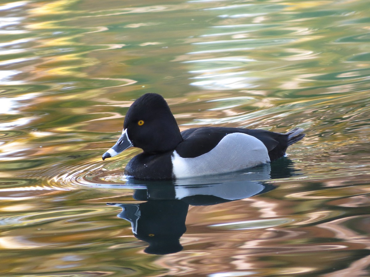 Ring-necked Duck - ML617868719