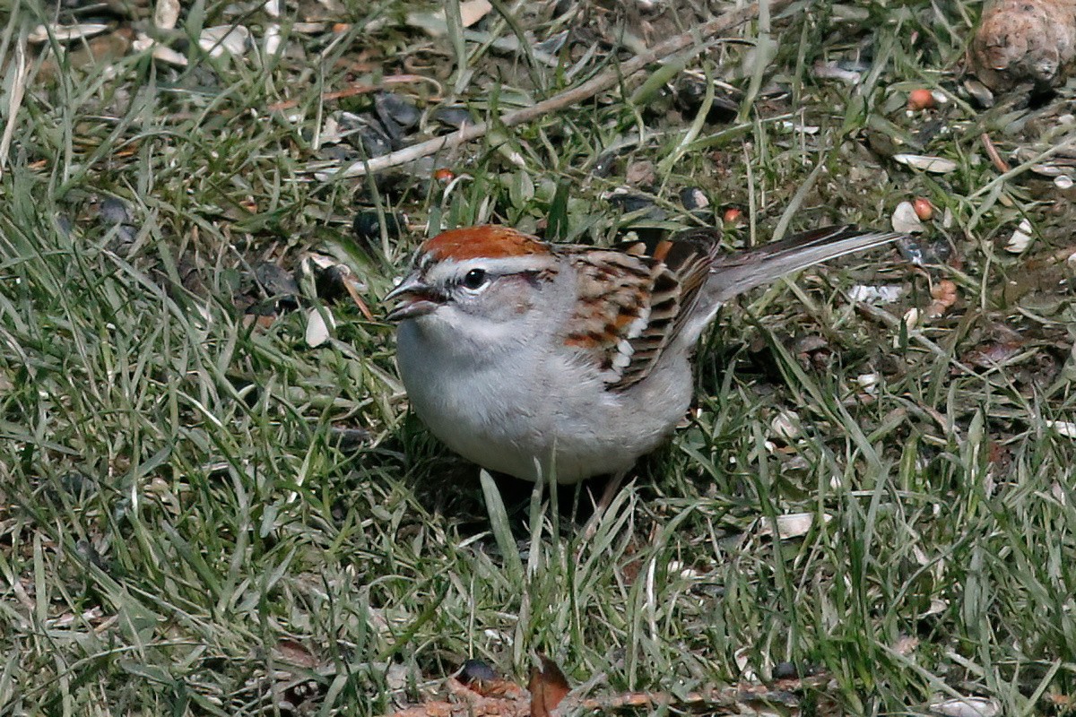 Chipping Sparrow - ML617868732
