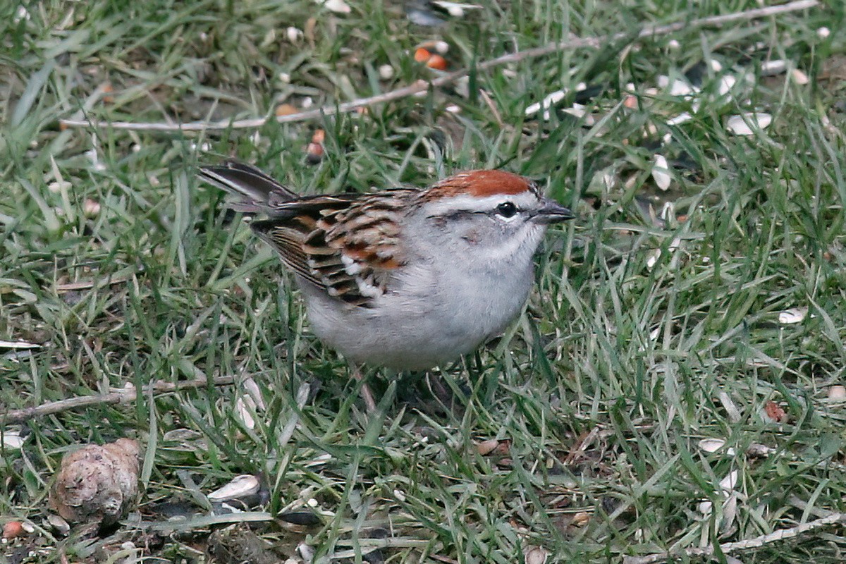 Chipping Sparrow - Gary Jarvis