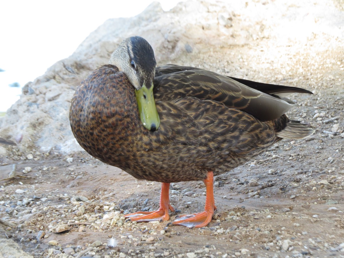Mexican Duck - ML617868776