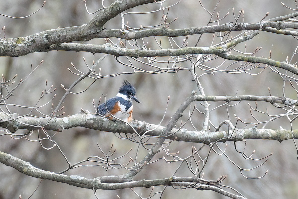Belted Kingfisher - ML617868821