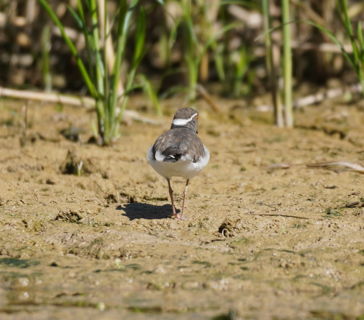 Three-banded Plover - ML617868830