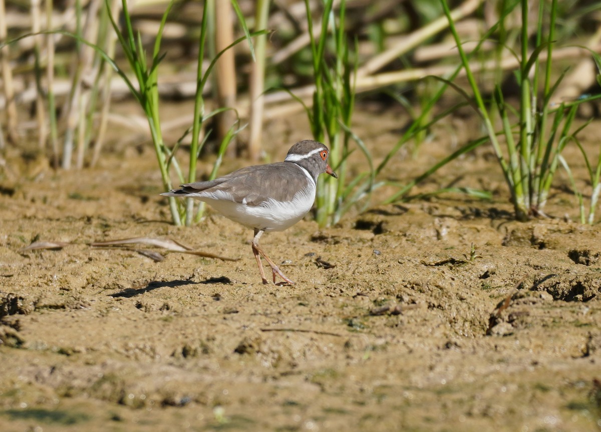 Three-banded Plover - ML617868831