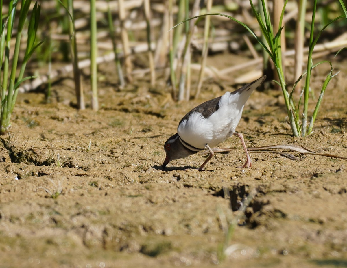 Three-banded Plover - ML617868832