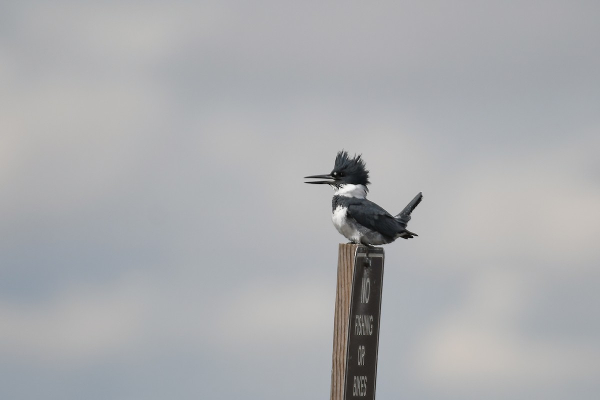 Belted Kingfisher - ML617868836