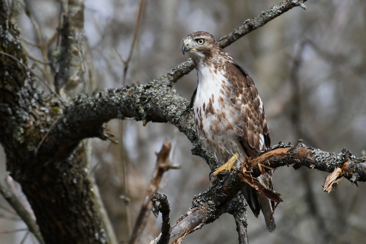 Red-tailed Hawk - ML617868841