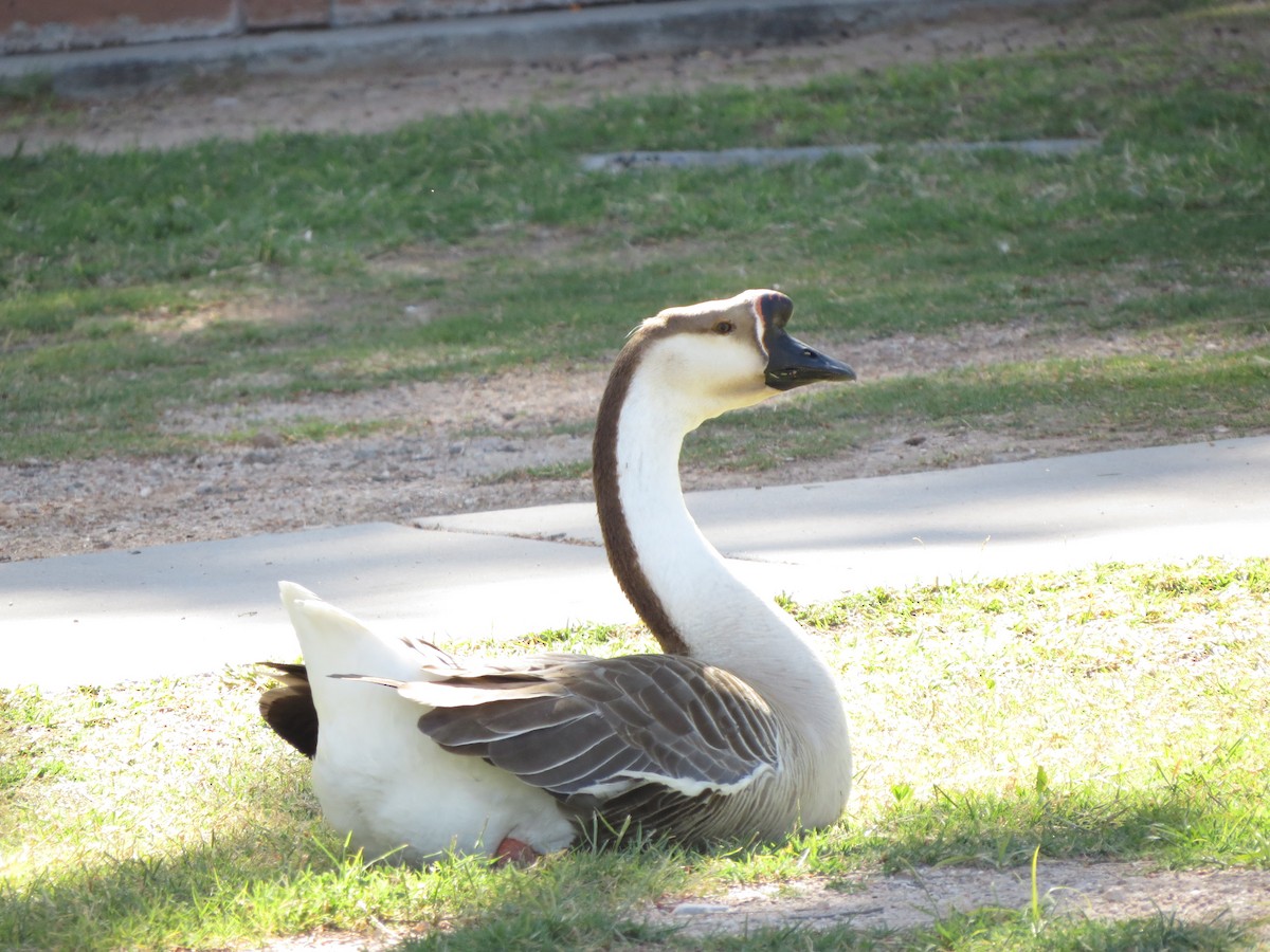 Swan Goose (Domestic type) - ML617868845