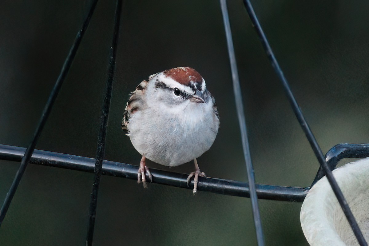 Chipping Sparrow - ML617868857