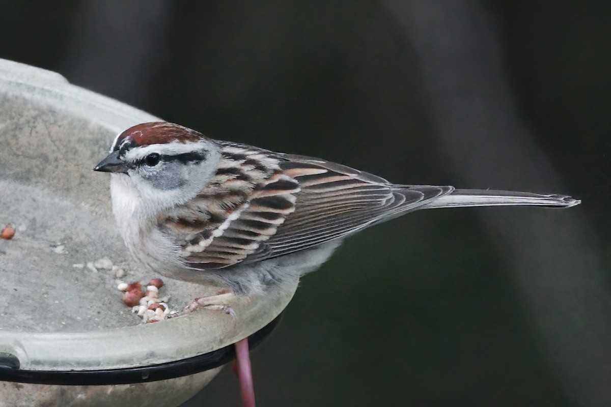 Chipping Sparrow - ML617868859