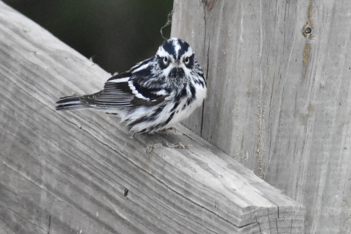 Black-and-white Warbler - ML617868861