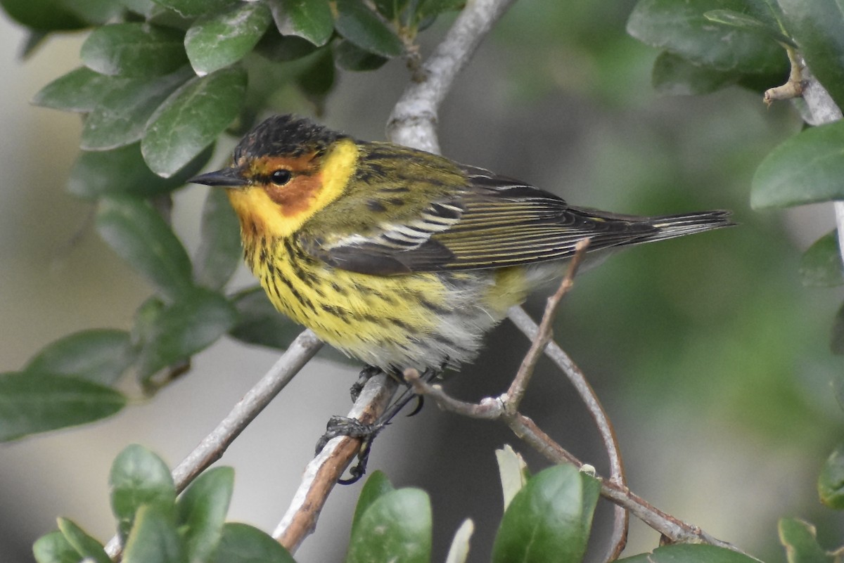 Cape May Warbler - ML617868874