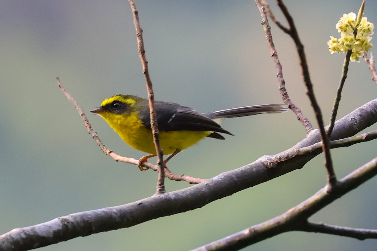 Yellow-bellied Fairy-Fantail - ML617868892