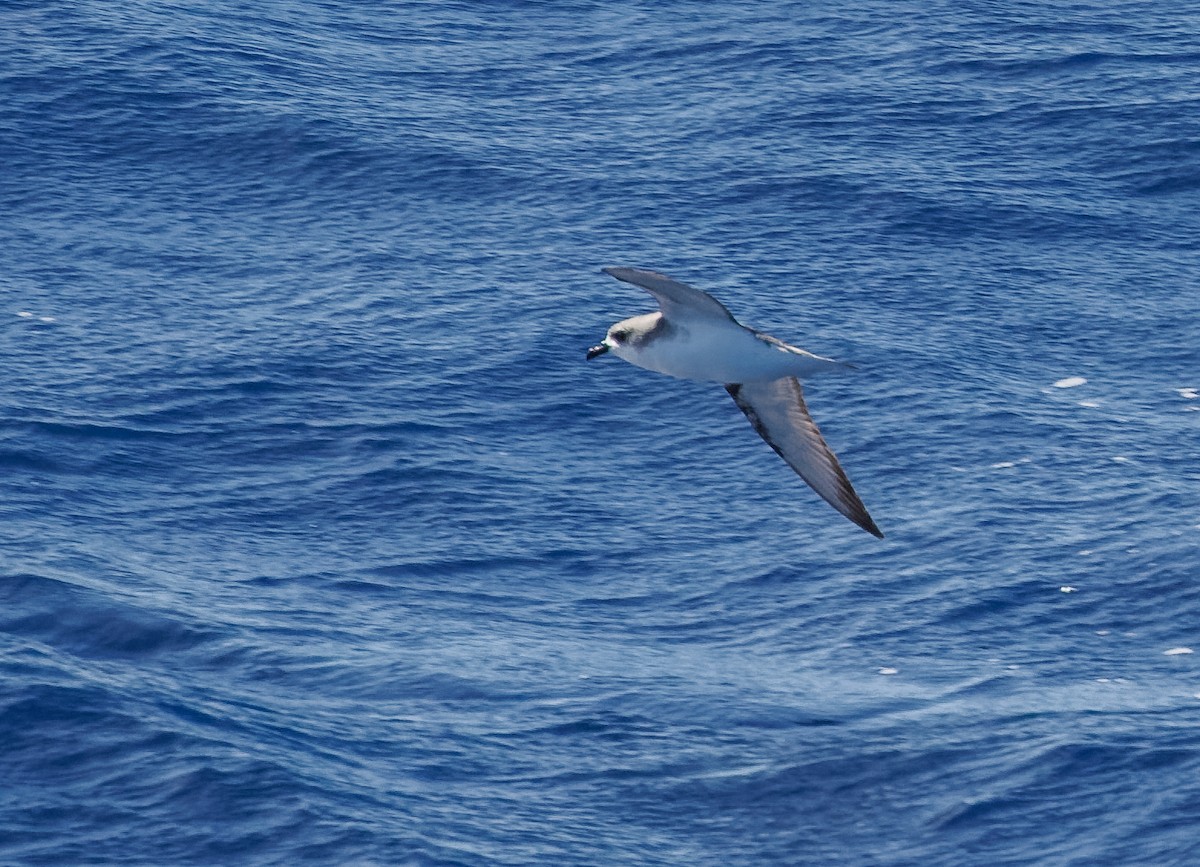 Cook's Petrel - Mike Edgecombe
