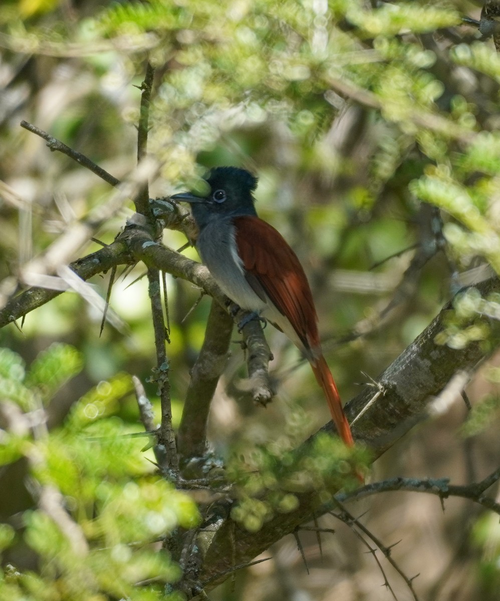 African Paradise-Flycatcher - Sarah Foote