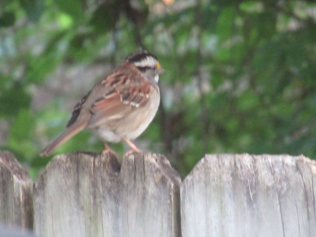 White-throated Sparrow - ML617868950