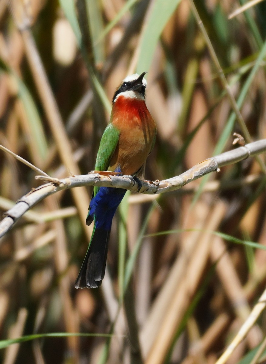 White-fronted Bee-eater - ML617868990