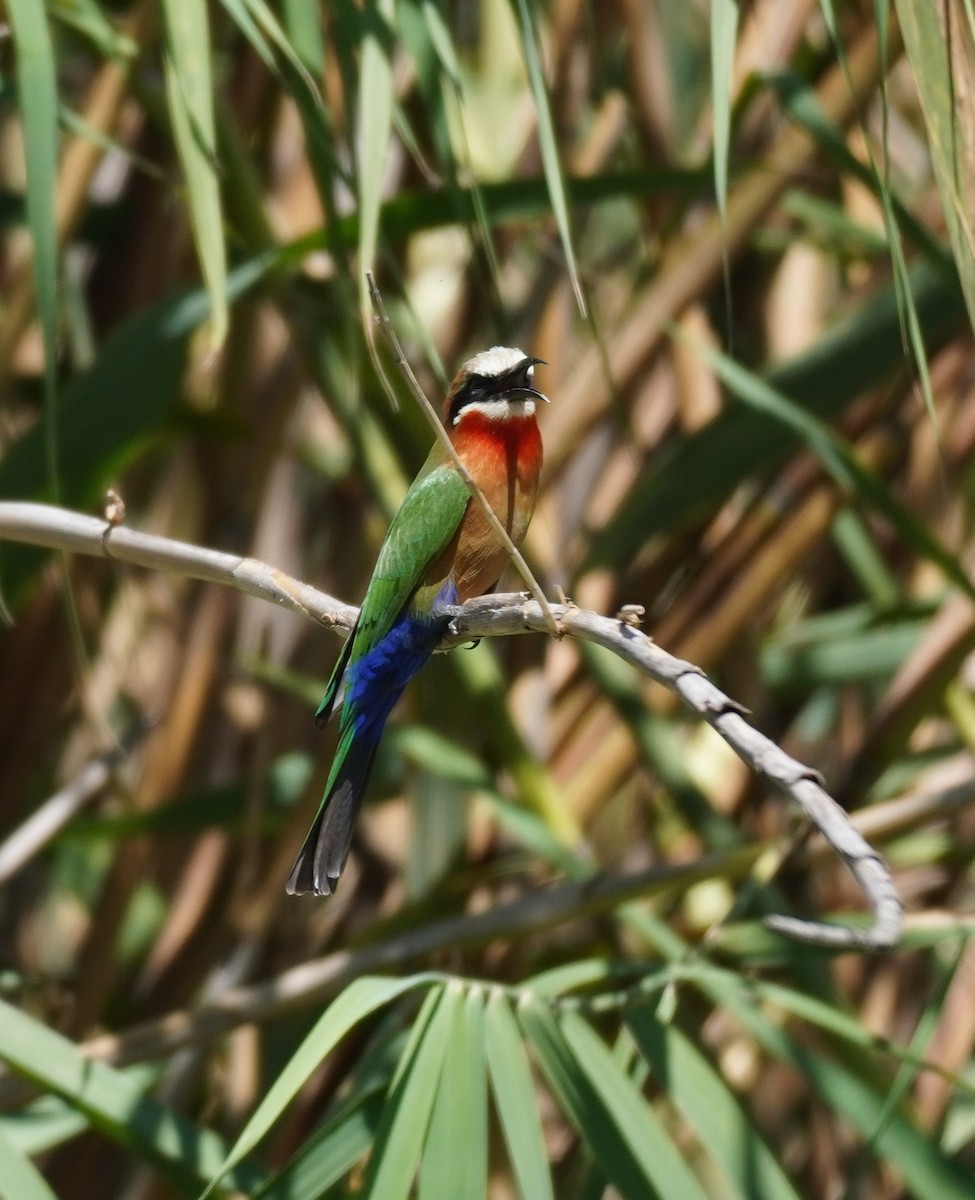 White-fronted Bee-eater - ML617868992