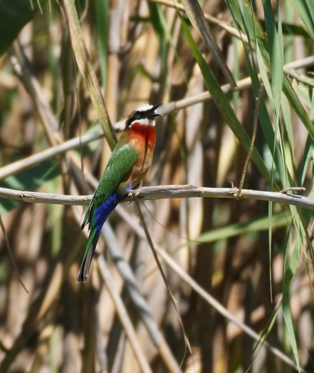 White-fronted Bee-eater - ML617868993